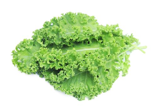 Feast - Curly Kale (Hydroponic)