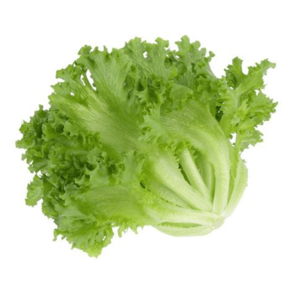 Feast - Lettuce Green Curly/Leafy