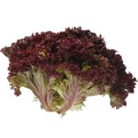 Feast - Lettuce Loloroso/Red