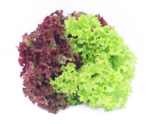 Feast - Lettuce Mix - Red/Green (Hydroponic)
