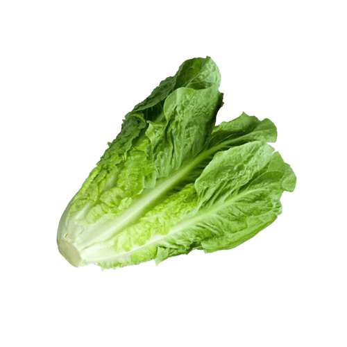 Feast - Lettuce Romain