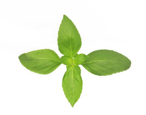Feast - Thai Basil (Hydroponic)